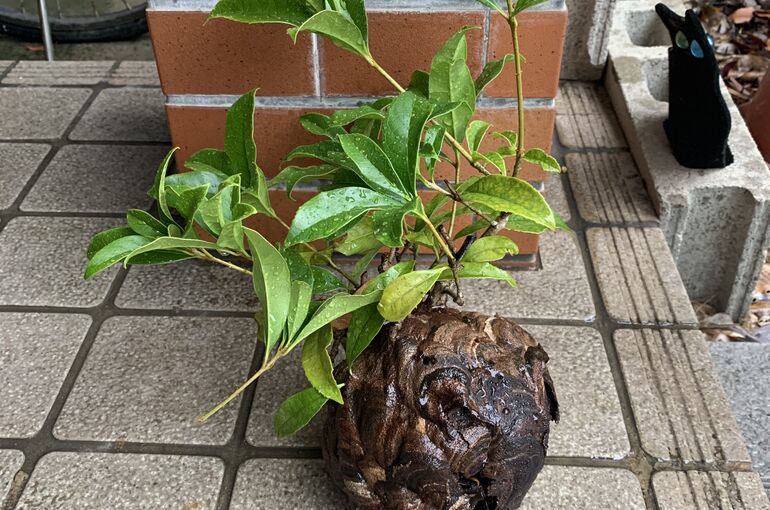 スズメバチ駆除